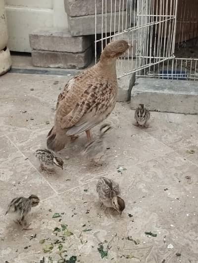 teetar chicks