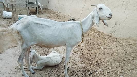 bakri for sale