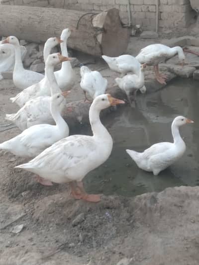 big ducks