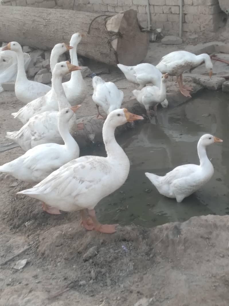 big ducks 0