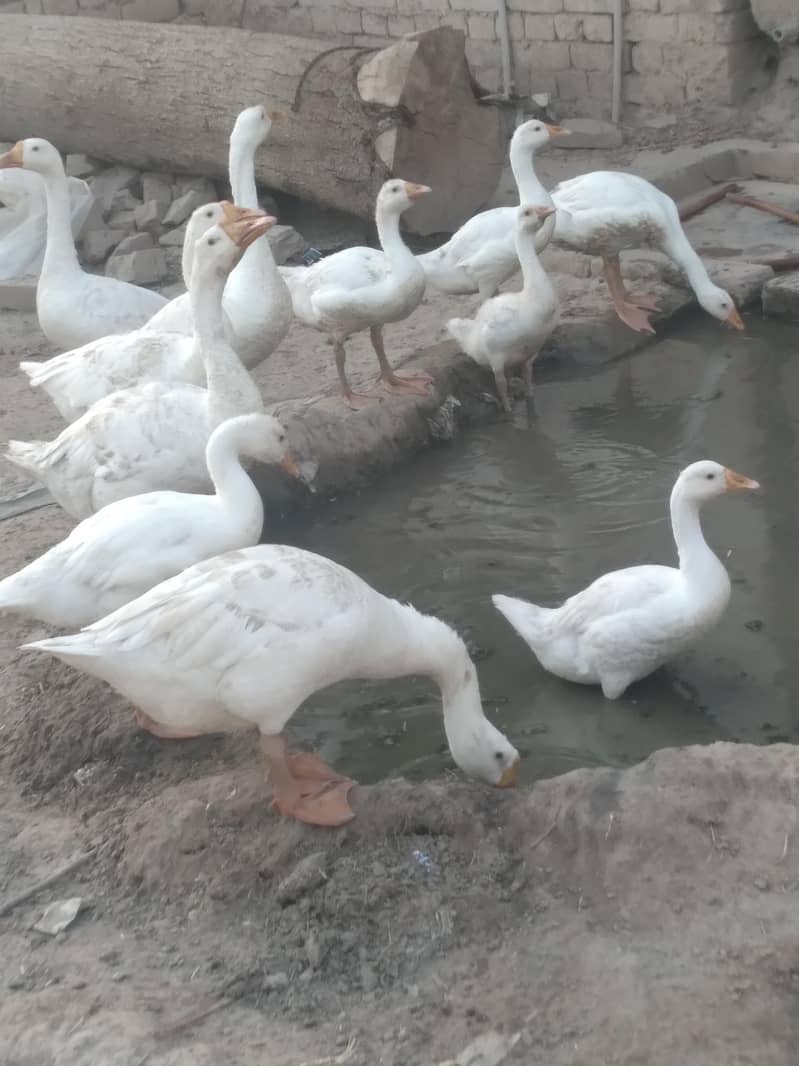 big ducks 1