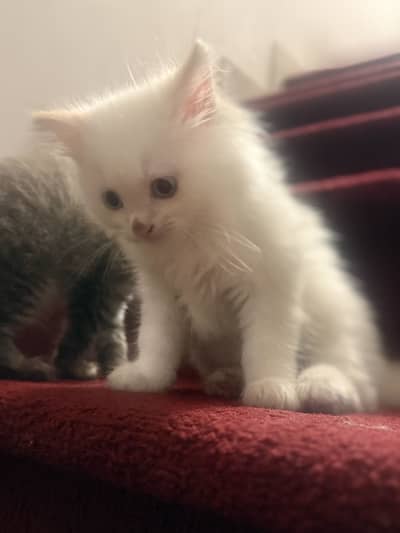 Persian kitten