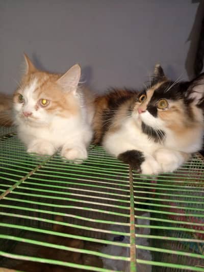 Persian kitten pair male and female for sale