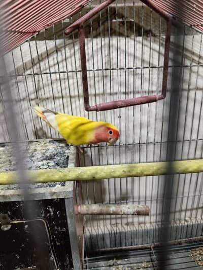 Latino Red Eye Lovebird