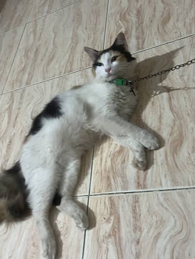 Cross 3 coloured loving cat