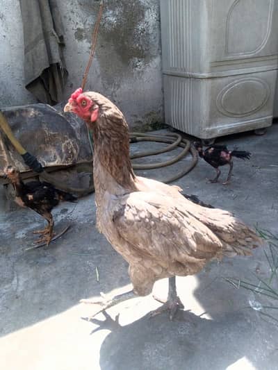 aseel mianwali  female chicks available for sale