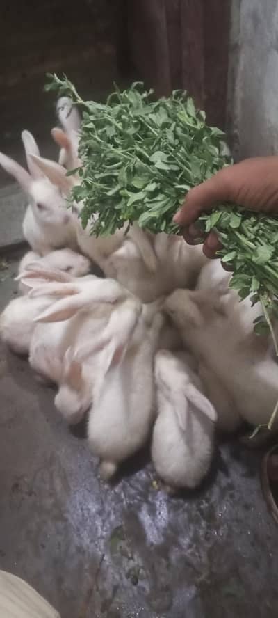 rabbits