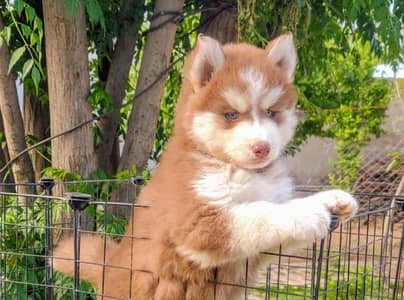 Siberian husky puppies 92@330*540*6115