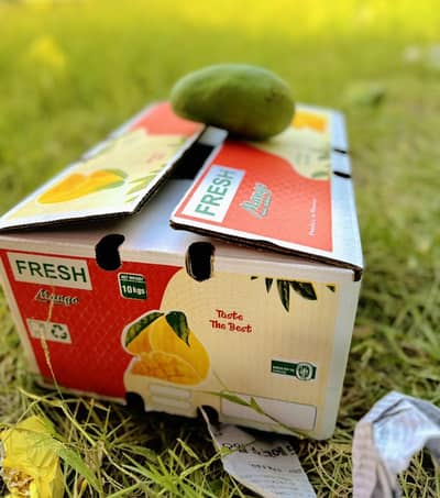 PREMIUM SINDHRI MANGOES