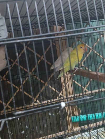 love birds