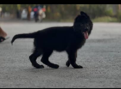 Black German Shepherd male puppy