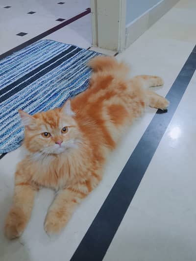 Pure persian cat