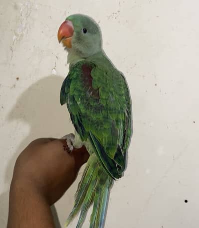 HAND TAME MALE FRIENDLY PARROT. TALKING START