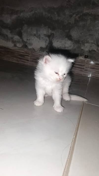 yah bahut acchi cat hai