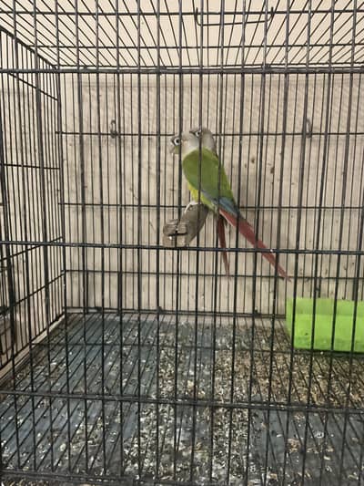 Pineapple conure for breeding