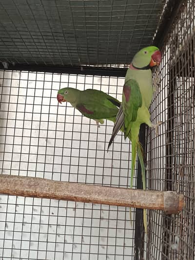 raw parrots breader pair
