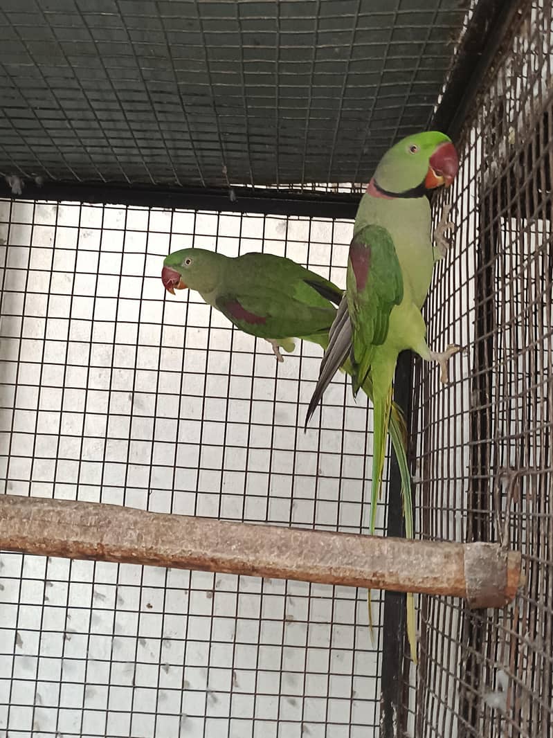 raw parrots breader pair 0