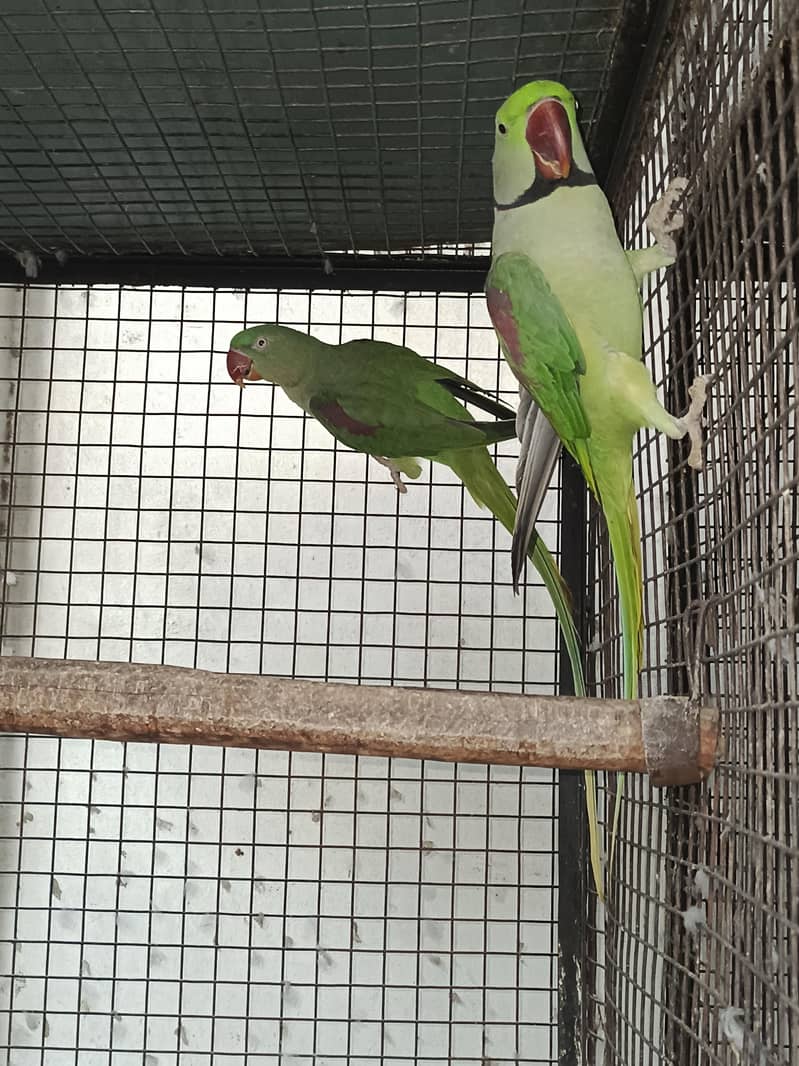 raw parrots breader pair 1