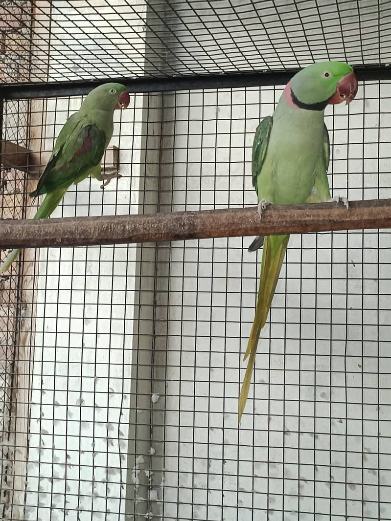 raw parrots breader pair 2