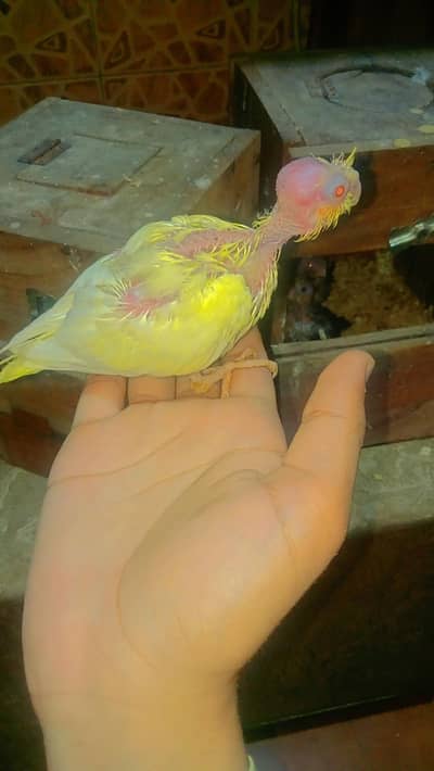 Cocktail CHIKS