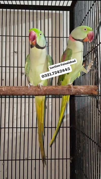 Hand tamed Raw parrots