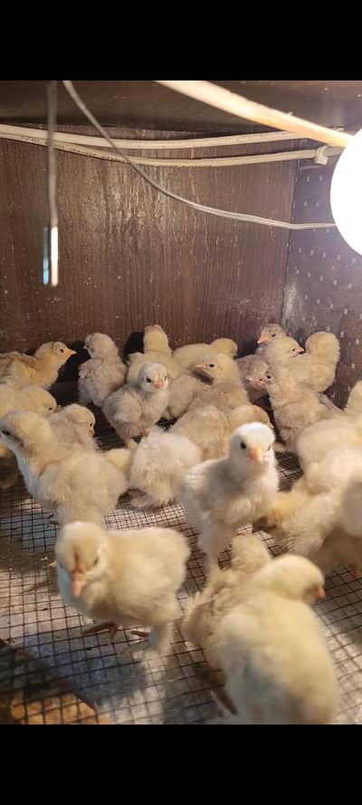 bantam | bantam chicks | white bantam | blue bantam 03096360200