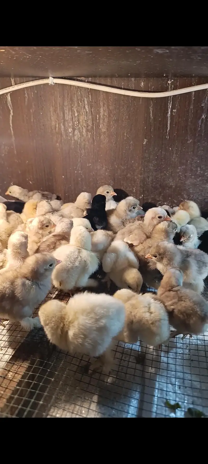 bantam | bantam chicks | white bantam | blue bantam 03096360200 — photo 2