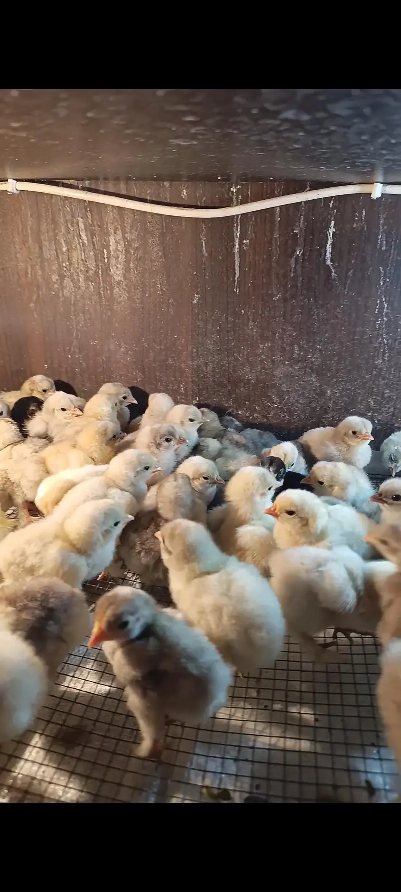 bantam | bantam chicks | white bantam | blue bantam 03096360200 — photo 3