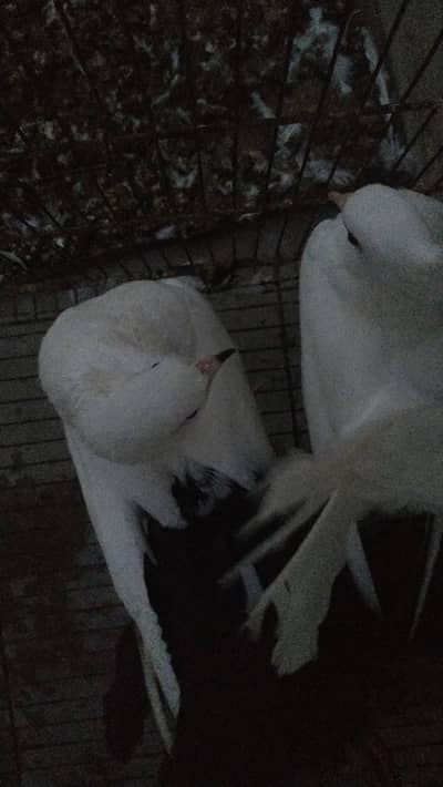 Fancy Pigeons-Good condition