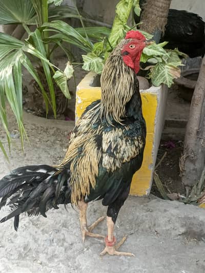 Jawa aseel