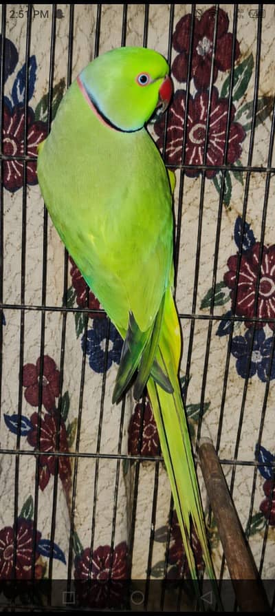 Kathy parrots pairs