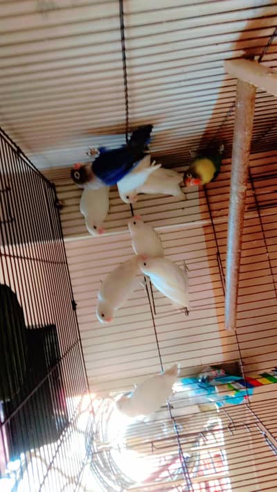 love birds breeder pair
