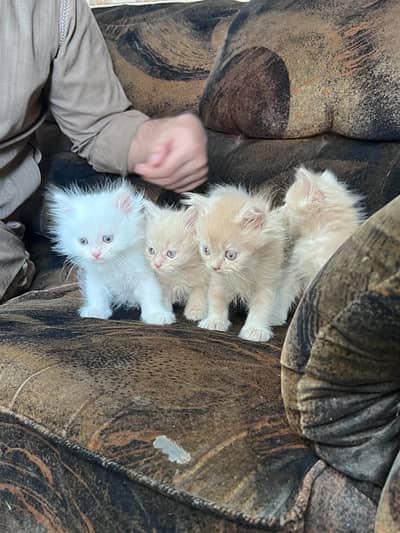 Persian Kittens