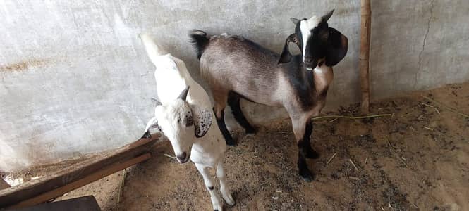 2 tady Male Healthy And Active Age 6 month