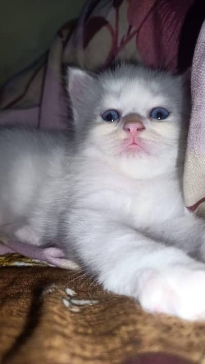 Persian kitten