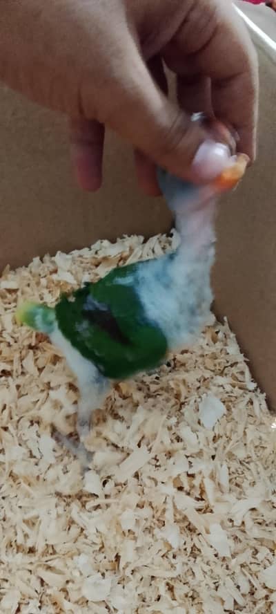 Alxender Raw chicks local breed Hyderabad 03173778959