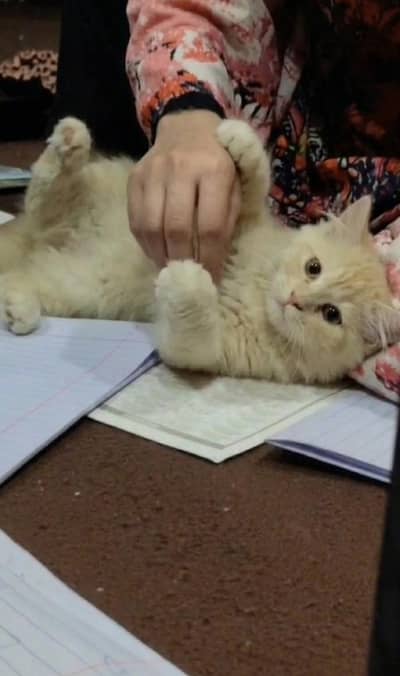 male kitten for sale 03234102419