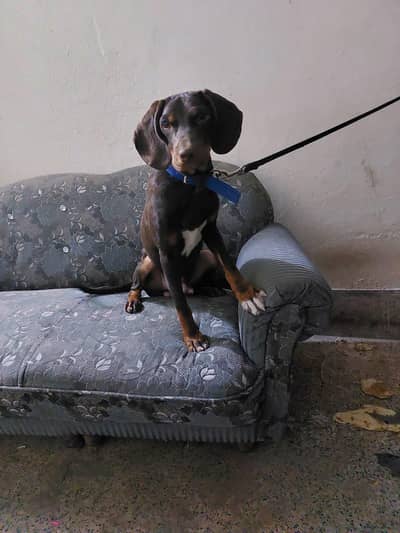 English pointer Exchange possible