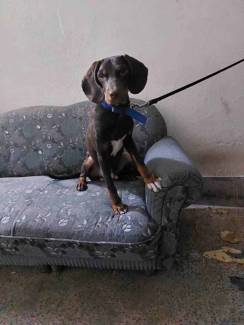 English pointer Exchange possible 0