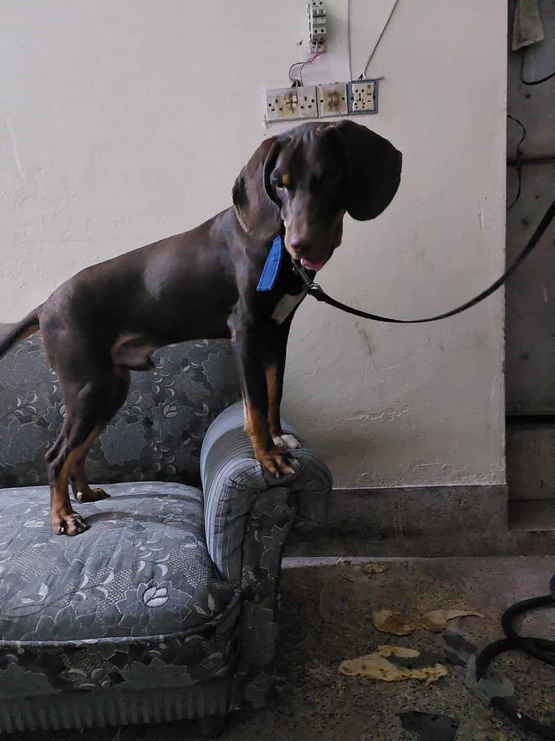 English pointer Exchange possible 1