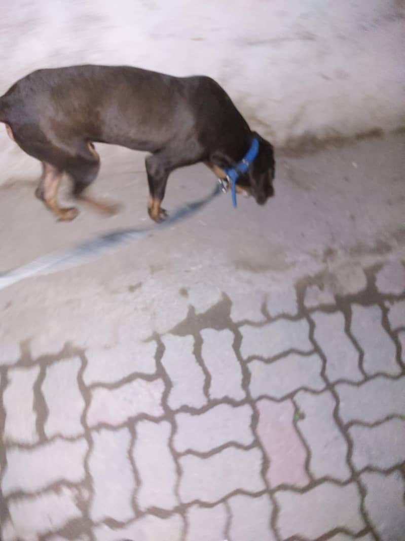 English pointer Exchange possible 2