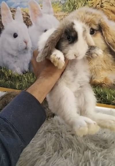 Holand lop