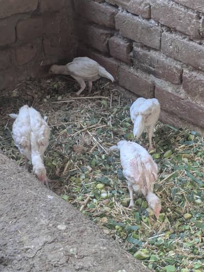 Hira seal for sale