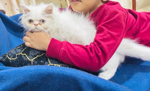 health and active kitten male