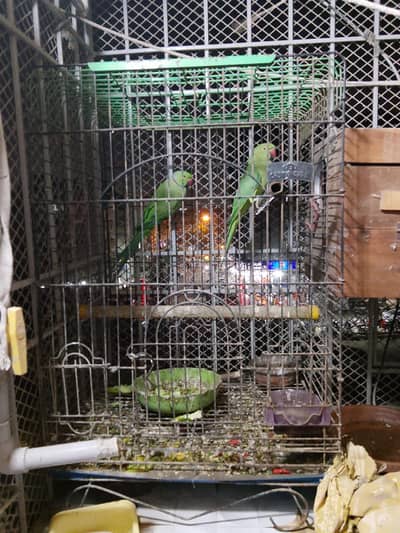 ring neck pair for sell