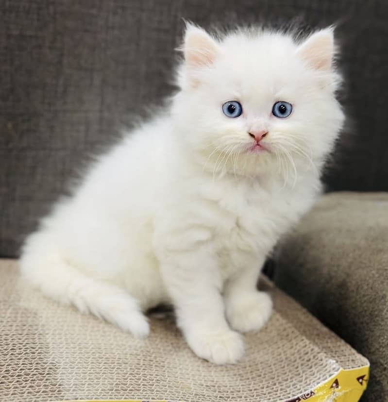 Quality kittens 0