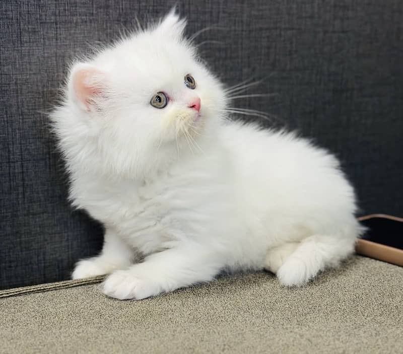Quality kittens 1