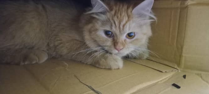 female cat