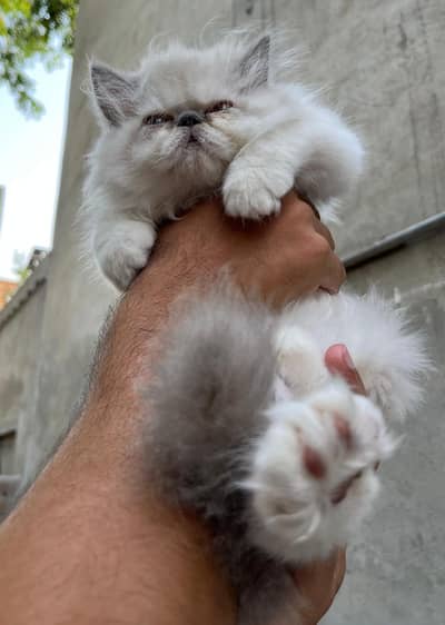 CFA BLOOD LINE PEKI KITTENS