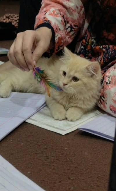 Fawn male  kitten 03234102419
